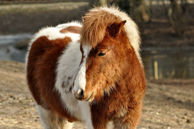 shetland-pony-3196521_960_720