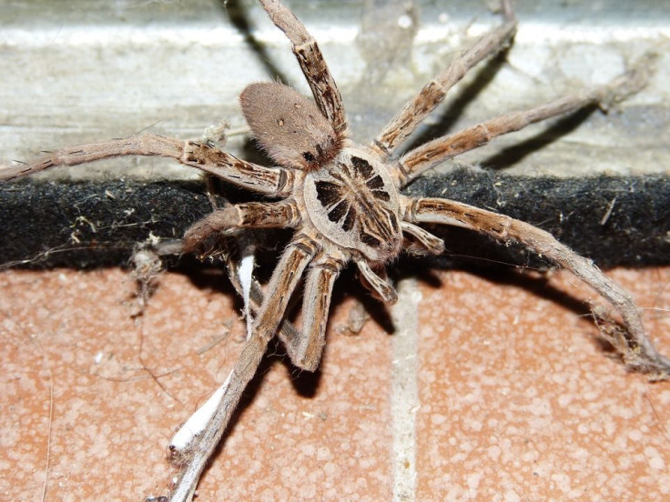 wolf-spider-1509051_960_720