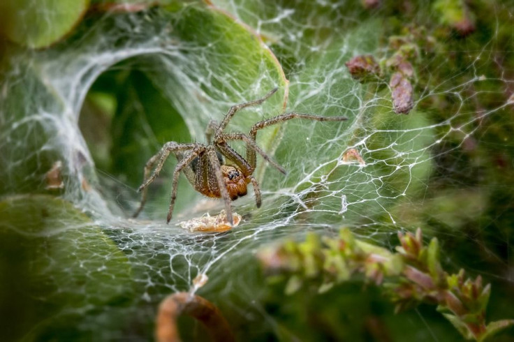 funnel-web-spider-4865535_960_720