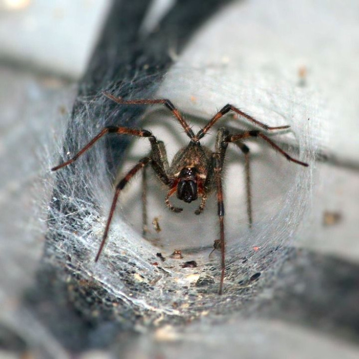 funnel-spider-55168_960_720