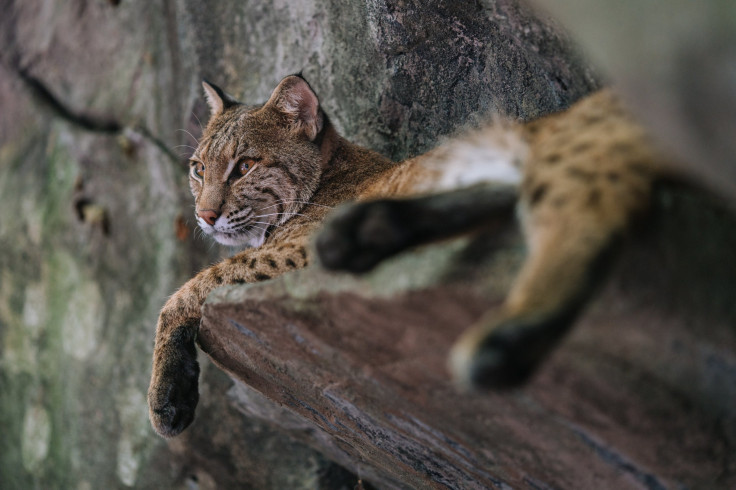 bobcat