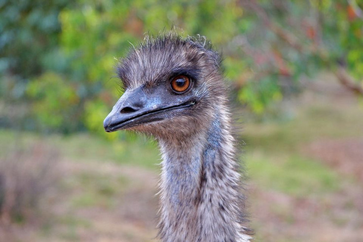 Emu