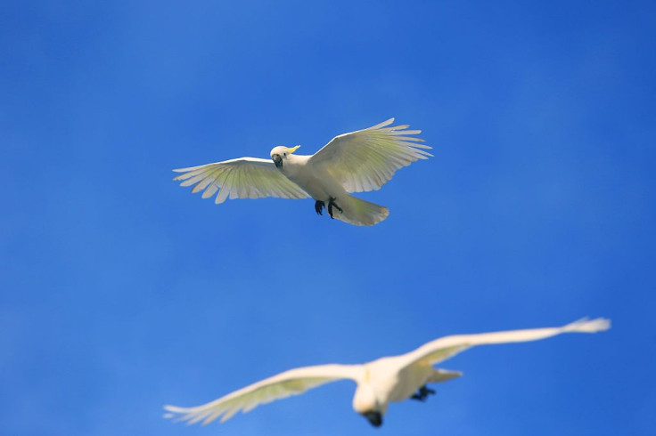 Cockatoos