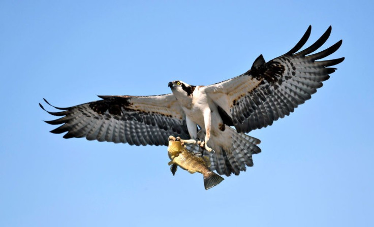 Osprey