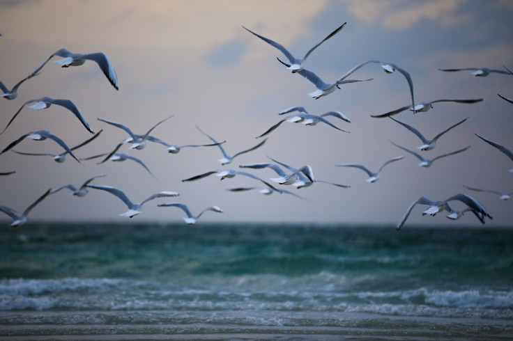 birds flying
