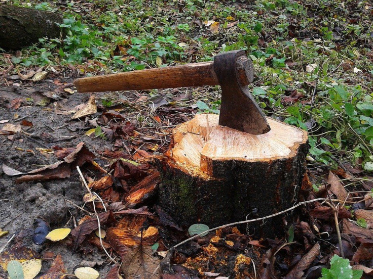 Axe stumped on a cut tree