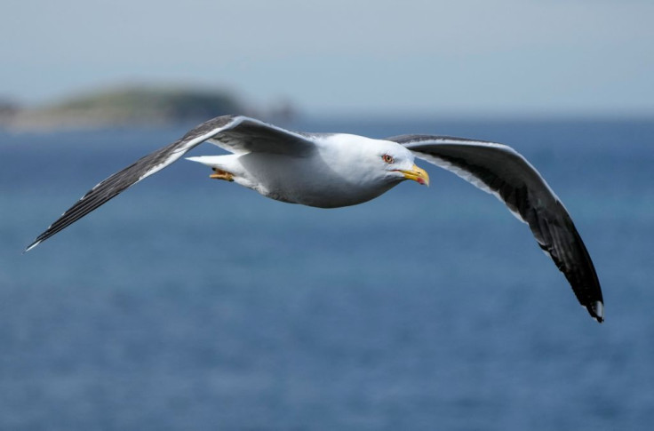 Seagull