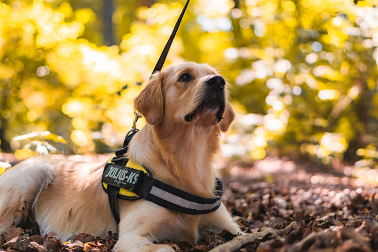 Service Dog UK