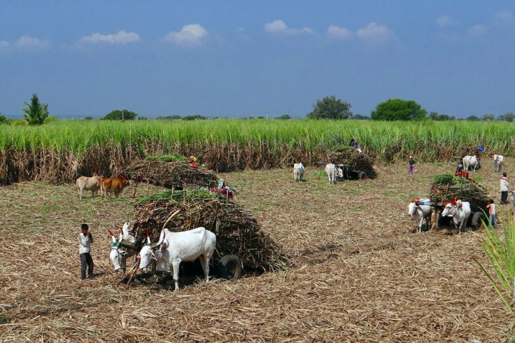 sugarcane-223457_960_720