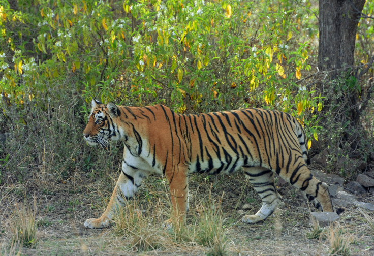 Young tigress in the Ranthambore National Park in Rajasthan