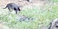 ANI Stray Dogs