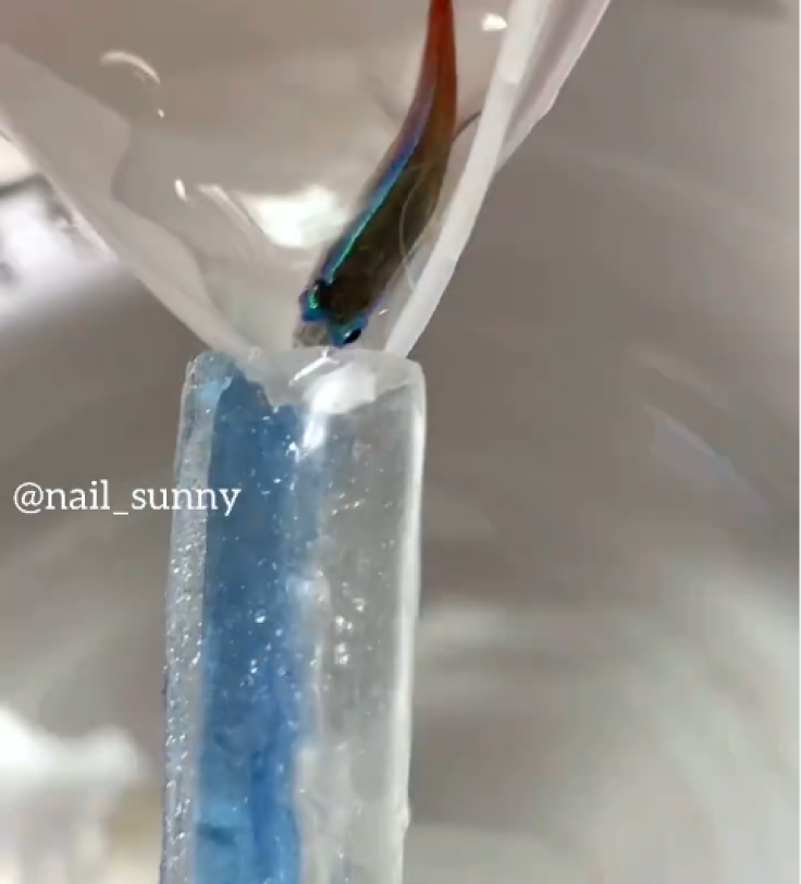 aquarium nail job