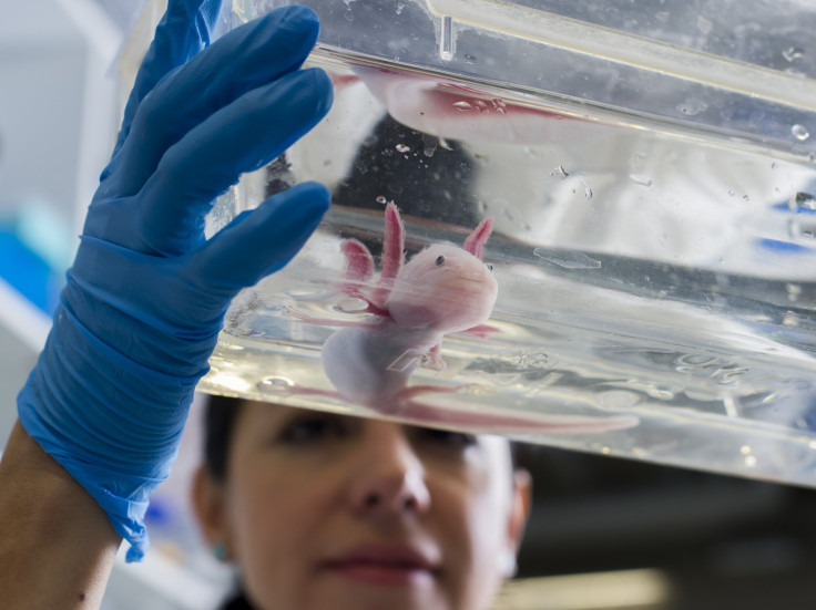 Mexican biologist Tatiana Sandoval-Guzman, a scientist who has lived in Dresden for six years, holds an axolotl in a glass tank in her laboratory at the Center for Regenerative Therapies in Dresden, eastern Germany