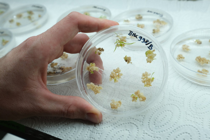 A scientist holds a petri dish containing sprouting barley embryos that have received spliced genetic material derived through the CRISPR-Cas9 editing process at the Leibnitz Institute of Plant Genetics and Crop Plant Research (IPK)