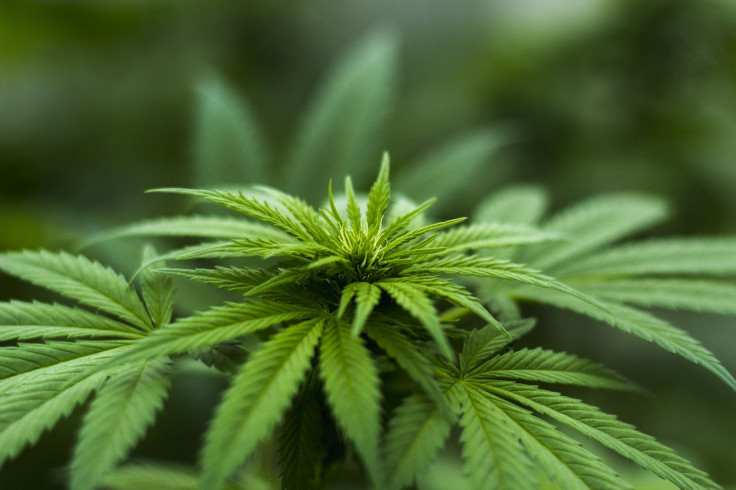 A picture of the herb hemp plant, used for representational purposes only