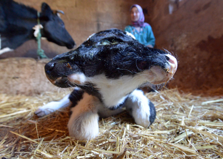 A two-headed calf, named Sana Saida (Happy New Year in Arabic) is seen in the Moroccan village of Sefrou