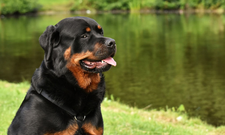 rottweiler-3478953_1920