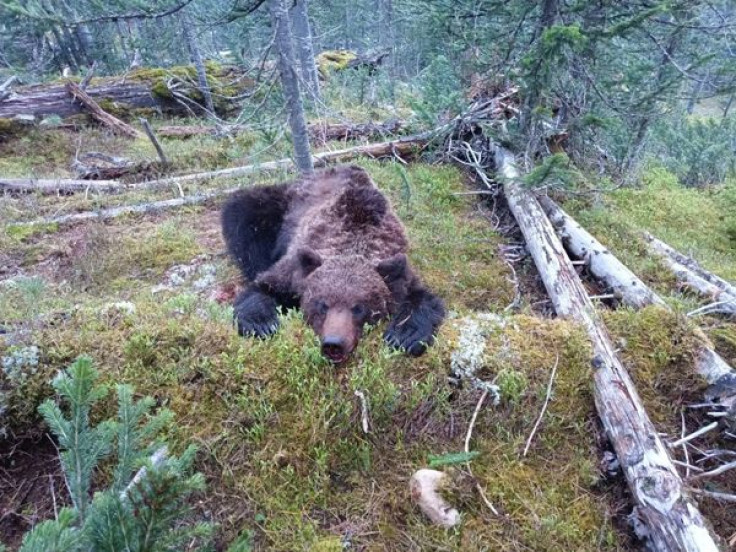 Brown bear killed in Russian National Park