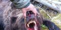 Brown bear killed in Russian national park