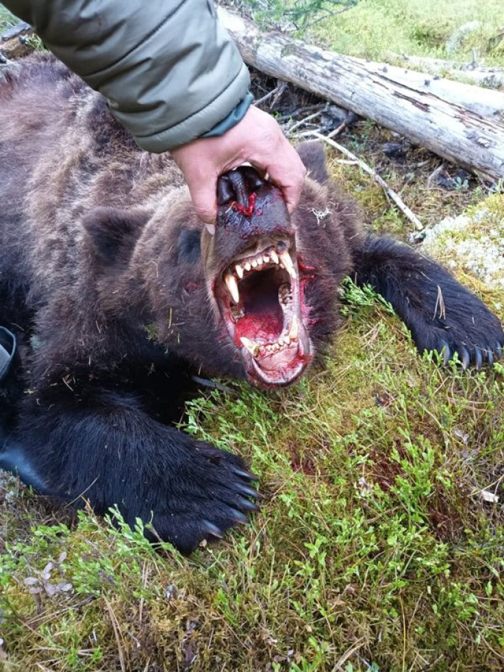 Brown bear killed in Russian national park