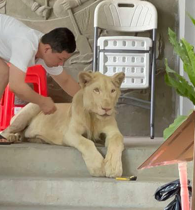 Defanged, Declawed Lion Seized From Chinese National In Cambodia After ...