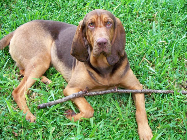 bloodhound-1833602_960_720