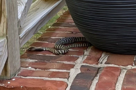 Zebra Snake