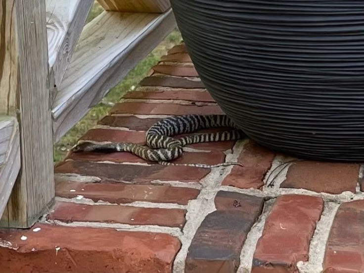 Zebra Snake