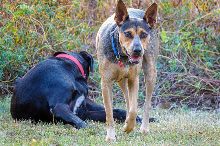 Australian Cattle Dog