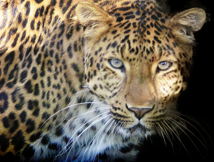 leopard-1341400_1920