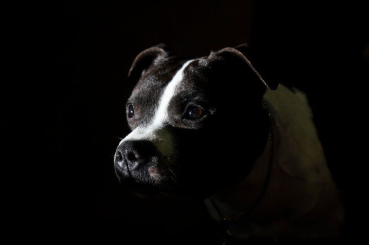 Representational image of a Staffordshire Bull Terrier