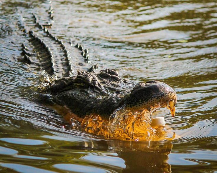 alligator-439890_1920