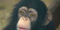 chimp-3132852_1920