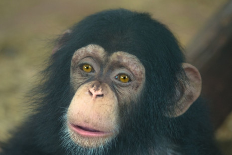chimp-3132852_1920
