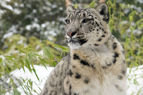 Representational image of a snow leopard