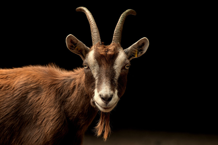 Representation image: goat