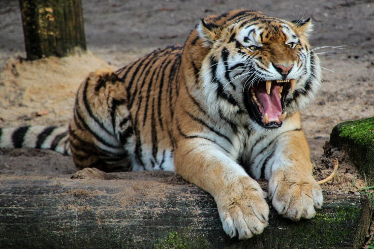 tiger-500118_1920