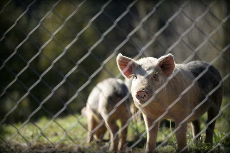 Representation image: hogs, pigs
