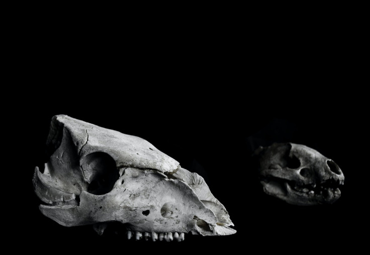 Represenatation image: fossils