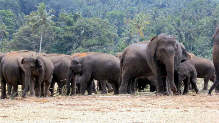 Elephants