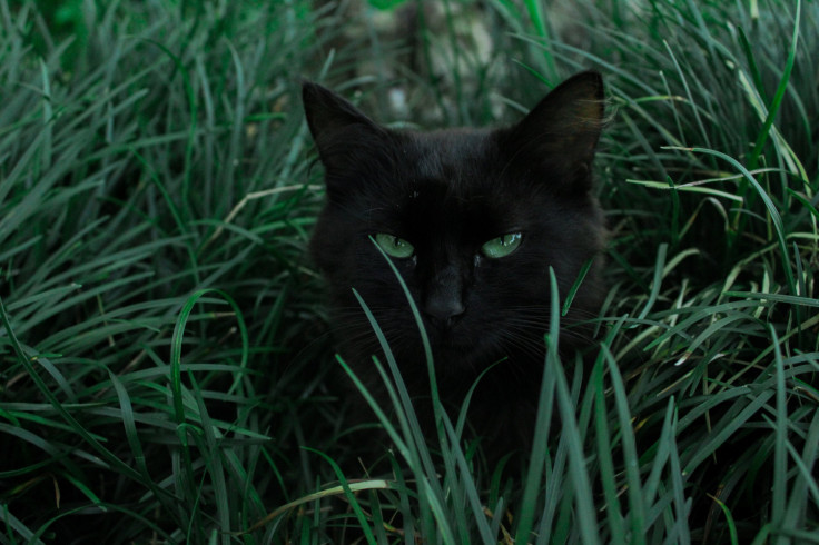 Representation Image: Black Cat