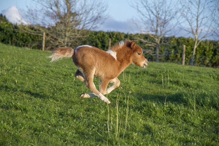 miniature-horse-3382159_960_720