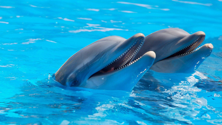 dolphins-1869337_1920