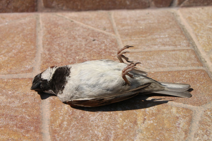 Dead bird