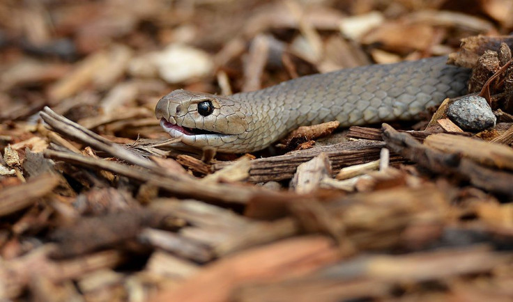 AUSTRALIA-ANIMAL-SNAKES