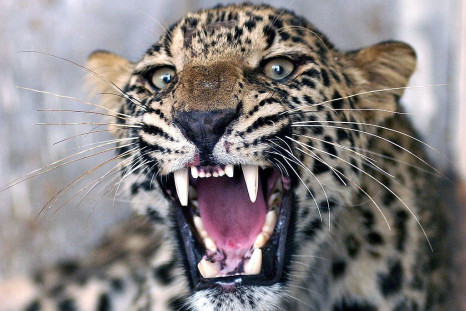 An injured common leopard roars as Pakis