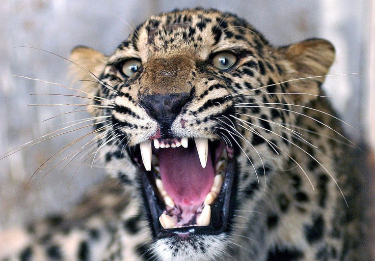 An injured common leopard roars as Pakis