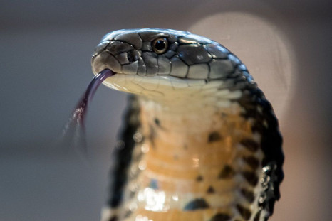 Deadly Reptiles Go On Show At Children's Zoo