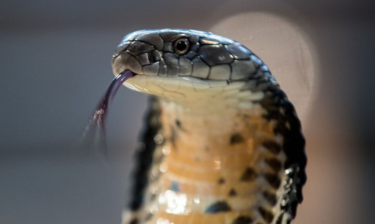 Deadly Reptiles Go On Show At Children's Zoo