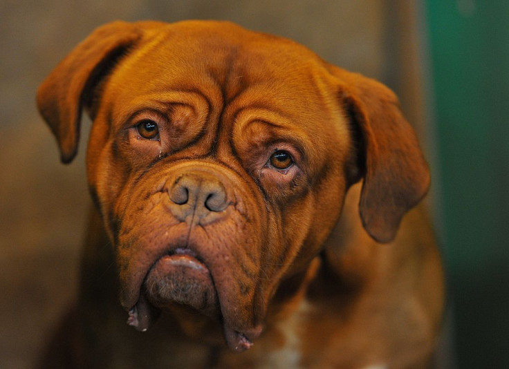 BRITAIN-ANIMAL-CRUFTS